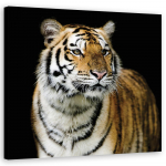 L&otilde;uendiprint Majestic tiger 30x30 oranž