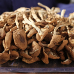 Kuivatatud teepuu seen Agrocybe Aegerita Looduslik energia tee 100g