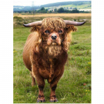 5D Teemantmaali Loomade Lamba seinakleebis Teemanttikandid Ristpistemaal 20X30CM