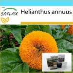 SAFLAX - Kingikomplekt - K&auml;&auml;bus p&auml;evalill - 40 seemet - Koos kinkekarbi, kaardi, etiketi ja potisubstraadiga - Helianthus annuus