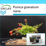 SAFLAX - Kinkekomplekt - Bonsai - K&auml;&auml;bus granaat&otilde;un - 50 seemet - Koos kinkekarbi, kaardi, etiketi ja potisubstraadiga - Punica granatum nana