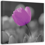 Feeby l&otilde;uenditr&uuml;kk, lilla tulp 30x30 lilla