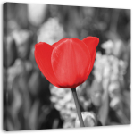 L&otilde;uenditr&uuml;kk Modern Red Tulip Blossom in the Meadow 30x30 punane