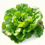 100 Graines de Laitue Sucrine