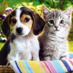 DIY 5D teemantmosaiik  Kassipoeg ja kutsikas  Teemantmaaling Ristpistes Teemanttikandid Kodukaunistus 30x30CM