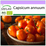 SAFLAX &ndash; orgaaniline &ndash; kuum t&scaron;illipipar &ndash; Habanero apelsin &ndash; 20 seemet &ndash; Capsicum annuum
