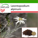 SAFLAX - Edelweiss - 500 seemet - Potisubstraadiga paremaks kasvatamiseks - Leontopodium alpinum