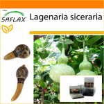 SAFLAX - Aed kotis - Pudelk&otilde;rvits - 15 seemet - Substraadiga sobivas p&uuml;stijas kotis - Lagenaria siceraria