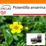 SAFLAX - Aed kotis - Silverweed - 20 seemet - Substraadiga sobivas p&uuml;stijas kotis - Potentilla anserina
