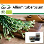 SAFLAX - Aed kotis - Mahe - K&uuml;&uuml;slauk-Murulauk - 100 seemet - Substraadiga sobivas p&uuml;stises kotis - Allium tuberosum