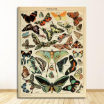 L&otilde;uendimaal Pilt Lastetuba Kodu Seinakaunistus Antiikliblikas Vintage plakat Prints Putukas&otilde;bralik Loodusharidus Seinakunst raamita 21*30cm