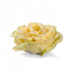 250 Graines de Chicor&eacute;e Sauvage Di Castelfranco