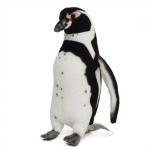 Humboldti pingviin 23 BH7093