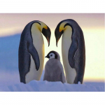 5D teemantmaaling pingviin t&auml;is&uuml;mmarguse teemanttikandiga ristpistes mosaiikmaalid 20X30CM