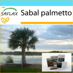 SAFLAX - Kingikomplekt - Palmetto Palm - 8 seemet - Kinkekarbi, kaardi, etiketi ja potisubstraadiga - Sabal palmetto