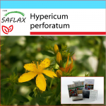 SAFLAX &ndash; kinkekomplekt &ndash; St. Naistepuna &ndash; 300 seemet &ndash; koos kinkekarbi, kaardi, etiketi ja potisubstraadiga &ndash; Hypericum perforatum