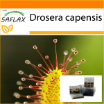 SAFLAX - Aed kotis - African Sundew - 200 seemet - Substraadiga sobivas p&uuml;stijas kotis - Drosera capensis