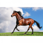 DIY 3D teemantmaaling Loomade hobuste tikandid Ristk&auml;sit&ouml;&ouml; Kodukaunistus Full Round 20x25CM