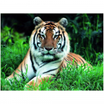 DIY 3D teemantmaaling loomatiigri tikandid ristpistes k&auml;sit&ouml;&ouml;na kodukaunistus Full Round 20x25CM