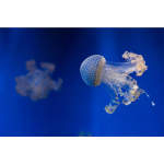 5D DIY Teemantmaal Loom Meduus Rhinestone Art Pilt Ristpistes Komplekt Teemanttikandid Mosaiik Kingitus Kodukaunistus Full Round 20x30CM