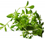 400 aedkressi seemet - k&ouml;&ouml;giviljaaiasalat - paljundatavad talupojaseemned - SemiSauvage