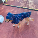 Suurte koerte vihmamantel Lemmiklooma veekindel vihmamantel Kapuutsiga jakid Riided Armas tr&uuml;kitud vihmakeep Vihmamantlid Chihuahua Teddy S blue