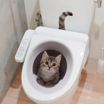 Creative Realistic Cute Cat Vision 3D WC kleebis L&otilde;bus Loomade Vannitoa WC kaane Decor Isekleepuv PVC Veekindel maal