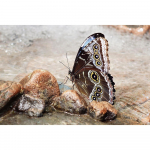 T&auml;isteemanttikandiga liblikas 5D teemantmaal ristpistega 3D teemantmosaiigiga k&auml;sit&ouml;&ouml; 20X30CM