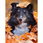 5D DIY Teemantmaalimine S&uuml;gislehed Koer Teemanttikandid Loom Ristpistes T&auml;isruudukujuline &uuml;mmargune puur Kodukaunistus K&auml;sitsi kingitus Full Round 15x20CM