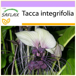 SAFLAX &ndash; Valge nahkhiire&otilde;is &ndash; 10 seemet &ndash; Tacca integrifolia