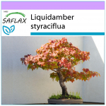 SAFLAX - Bonsai - American Sweet Gum - 100 seemet - Liquidamber styraciflua
