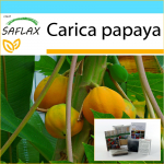 SAFLAX - Kingikomplekt - Melonipuu - 30 seemet - Koos kinkekarbi, kaardi, etiketi ja potisubstraadiga - Carica papaia