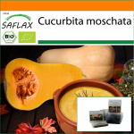 SAFLAX - Aed kotis - Orgaaniline - Suvik&otilde;rvits - Butternut - 6 seemet - Substraadiga sobivas p&uuml;stises kotis - Cucurbita moschata