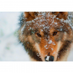 5D DIY Teemantmaaling Loomade Rhinestone Pictures T&auml;isteemanttikandid Hunt lumemosaiigis Ristpistes Kit Home Decor Full Round 20x30CM