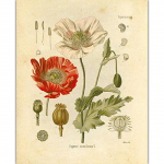 Vintage metsikute taimede l&otilde;uendimaalingud Botaanilised lilleuuringud Pojengi plakat ja tr&uuml;kised seinapildid elutoa sisekujunduseks Cuadros 30X40cm Unframed