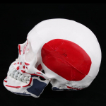 Ajupea ja koljulihaste mudel