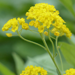 Kollased aprikoosiseemned 0,5g - VILMORIN