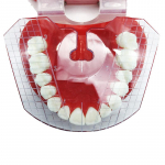 1 tk hambaravijuhiku &scaron;abloonplaat t&auml;ielikuks proteesi valehammaste korrastamiseks onesize