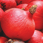 Hiidk&otilde;rvitsa Uchiki Kuri seemned 3g juurvilju aeda