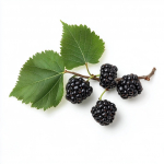 80 Graines de M&ucirc;rier Noir (Morus Nigra)