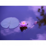 Isetegija 5D Teemant Kodukaunistus Tikand Lootoslillemaal Pilt Ristpiste 20X30CM