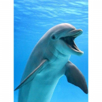 5D Teemantmaaling Delfiin T&auml;is&uuml;marad teemanttikandid Loomad Pildid Rhinestones Mosaiik Ristpistes K&auml;sitsi valmistatud kingitus Full Round 30x40CM