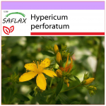 SAFLAX &ndash; St. Naistepuna - 300 seemet - Hypericum perforatum