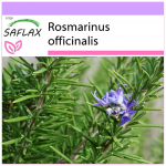 SAFLAX &ndash; Rosmariin &ndash; 100 seemet &ndash; Rosmarinus officinalis