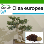 SAFLAX - Bonsai - Harilik oliiv - 20 seemet - Potisubstraadiga paremaks kasvatamiseks - Olea europea