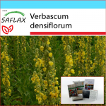 SAFLAX &ndash; Kingikomplekt &ndash; Suure&otilde;ieline Mullein &ndash; 500 seemet &ndash; Koos kinkekarbi, kaardi, etiketi ja potisubstraadiga &ndash; Verbascum densiflorum