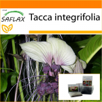SAFLAX - Aed kotis - Valge nahkhiirelill - 10 seemet - Substraadiga sobivas p&uuml;stijas kotis - Tacca integrifolia