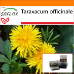 SAFLAX - Aed kotis - V&otilde;ilill - 200 seemet - Substraadiga sobivas p&uuml;stijas kotis - Taraxacum officinale