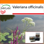 SAFLAX - Aed kotis - Harilik palderjan - 200 seemet - Substraadiga sobivas p&uuml;stijas kotis - Valeriana officinalis