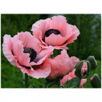 5D Teemantmaaling Ingliristpistega T&auml;is&uuml;mmargune teemanttikandid T&uuml;drukule Rhinestone Mosaiic Kodukaunistuse kingitus Full Round 20x25CM